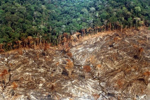 Deforestation in the Amazon rises again