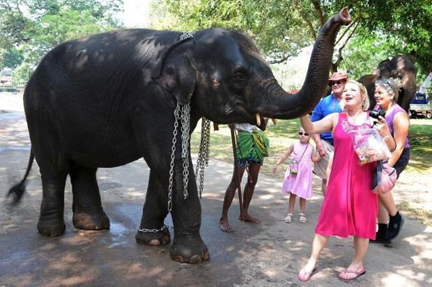 How tourists are wiping out Sri Lanka’s elephants
