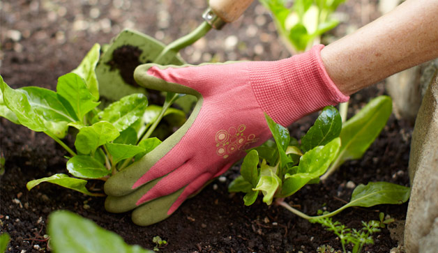 gardening-glove-plant-628x363